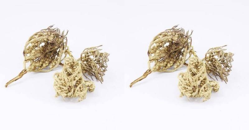 Shopee.com/Medina Hajj